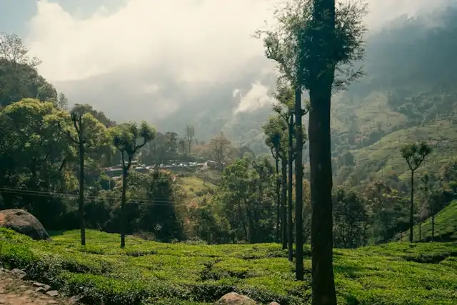 Ooty Tour